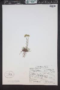 Antennaria umbrinella image