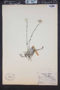 Antennaria racemosa image