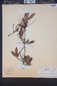 Cyrilla racemiflora image