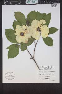 Cornus nuttallii image