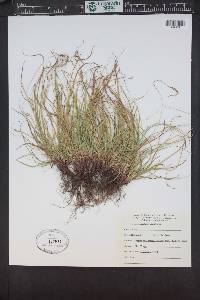 Carex deflexa var. boottii image