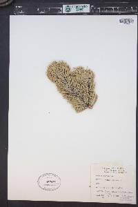 Pinus aristata image