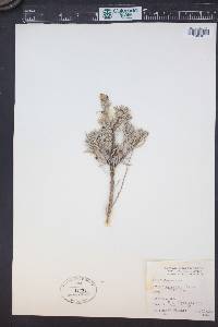 Artemisia rigida image