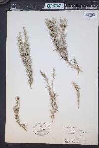 Artemisia rigida image