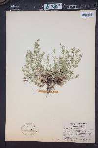 Arenaria lanuginosa var. saxosa image