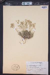 Sabulina michauxii image