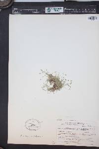 Sabulina verna image