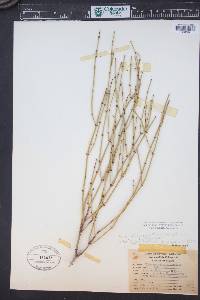 Ephedra viridis image