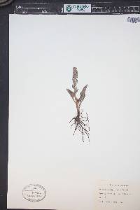 Veronica wyomingensis image