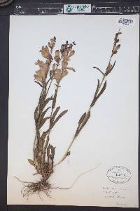 Penstemon strictus image