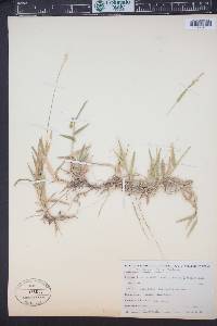 Urochloa ciliatissima image