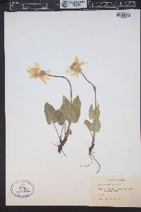 Arnica cordifolia image