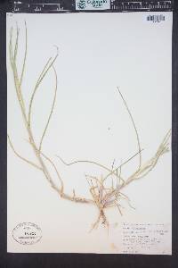 Cenchrus spinifex image