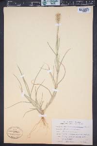 Cenchrus spinifex image
