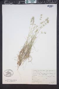 Bouteloua rigidiseta image