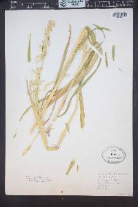 Avena sativa image