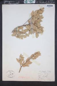 Quercus turbinella image