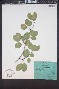 Amelanchier alnifolia image