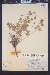 Geranium caespitosum image