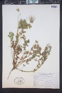 Erodium moschatum image