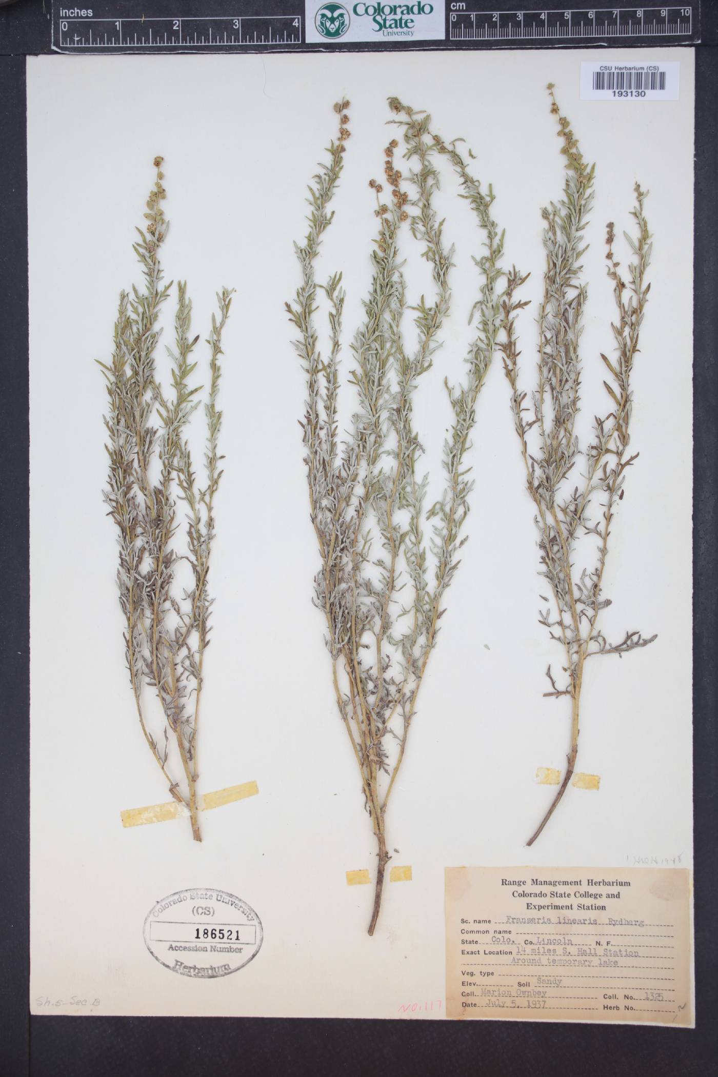Ambrosia linearis image