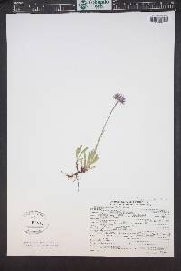 Erigeron ursinus image