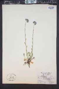 Erigeron grandiflorus image