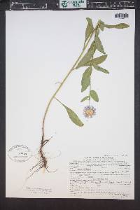 Erigeron speciosus image