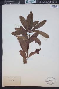 Rhododendron molle image