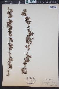Ribes bracteosum image
