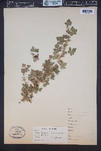 Ribes montigenum image