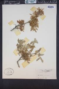 Quercus pungens image