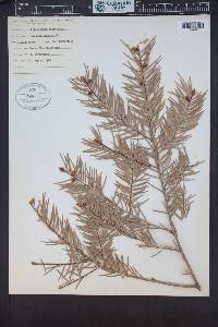 Pseudotsuga macrocarpa image