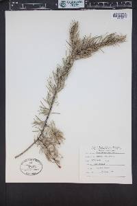 Pseudotsuga macrocarpa image