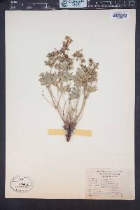 Geranium caespitosum image