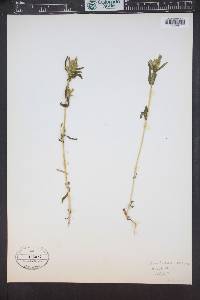 Gentianella amarella subsp. acuta image