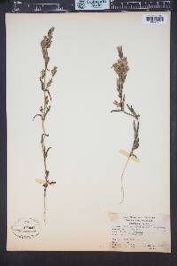 Gentianella amarella subsp. acuta image