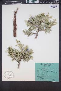 Juniperus osteosperma image