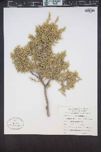 Juniperus osteosperma image