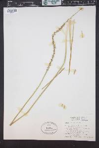Triglochin maritima image