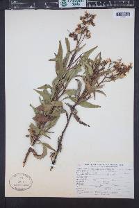 Eriodictyon californicum image