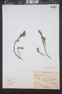 Elodea nuttallii image