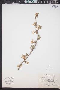 Ribes aureum image