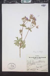 Geranium viscosissimum image