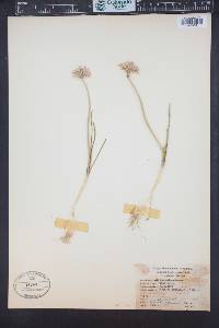 Allium textile image