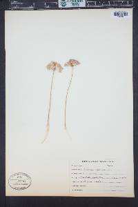 Allium acuminatum image