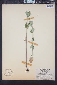Agastache parvifolia image