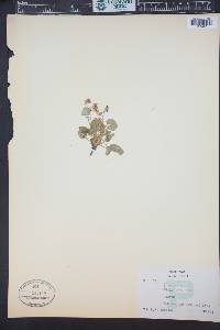 Viola adunca image