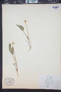 Viola praemorsa subsp. linguifolia image