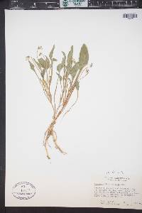 Viola nuttallii image